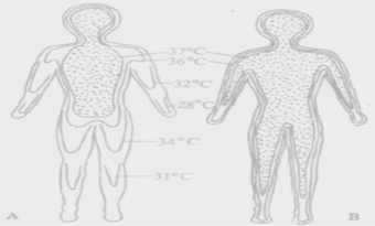 Energy Metabolism and Body Temperature