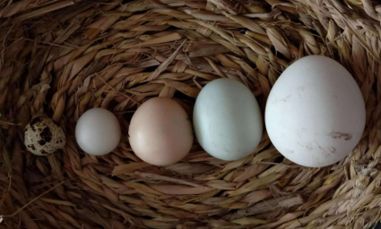 2022全民营养周|蛋类选择哪家强，营养师帮您来考量