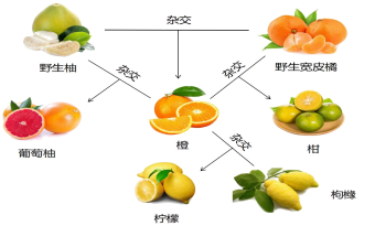 橘橙柑柚-柑橘类水果的“前世今生”